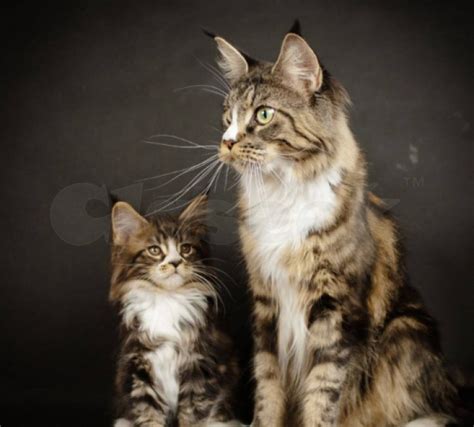 We did not find results for: Maine Coon Kittens For Sale in Maine Chicago Illinois (All ...