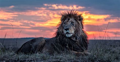 La Sabiduría Del León Más Viejo De Kenia Capturada En Fotografías