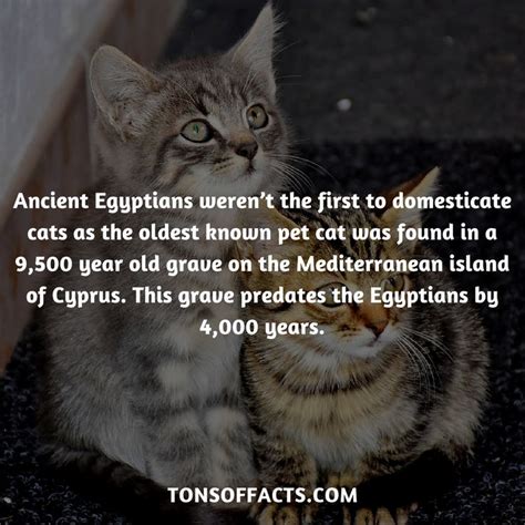 ancient egyptians werent    domesticate cats   oldest  pet cat