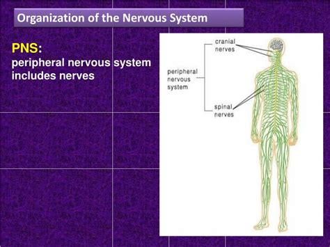 Ppt Human Body Nervous System Powerpoint Presentation Free Download