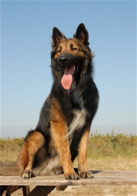 The belgian shepherd is energetic, lively and eager to work. Belgian Shepherd Dog (Tervueren) | Dog Breed Health