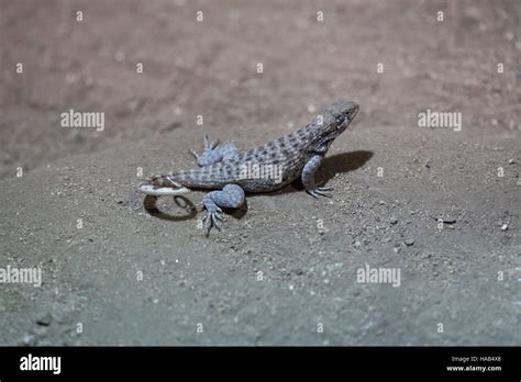 Northern Curly Tailed Lizard Leiocephalus Carinatus Stock Photo Alamy
