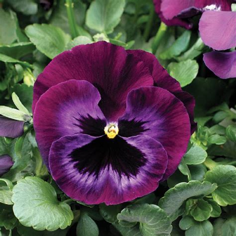 Pansy Seeds Colossus Neon Violet 50 Seeds Drought Tolerant Etsy