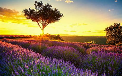 1920x1080px 1080p Free Download Lavender Field At Sunrise Sun