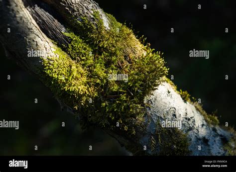 Moss Path On Fallen Tree Stock Photo Alamy