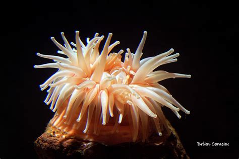 Phylum Cnidaria Sea Anemone Kingdom Animal I Pinterest