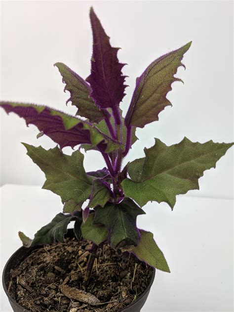 Rare Purple Passion Plant Gynura Aurantiaca Sarmentosa Etsy