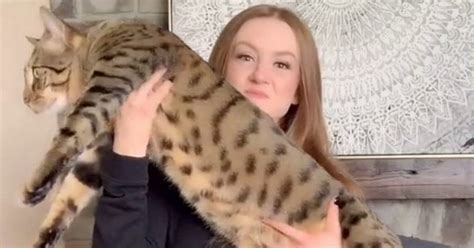 Fat Cat Womans Pet Cat Grows To Be The Size Of An Adult Male Bobcat