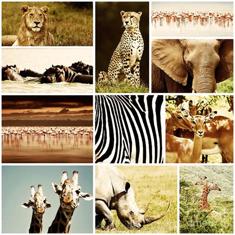 African Animals Safari Collage Photograph By Anna Om