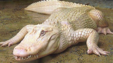 Rare Albino Alligator Finds Tranquility In Safe Space At