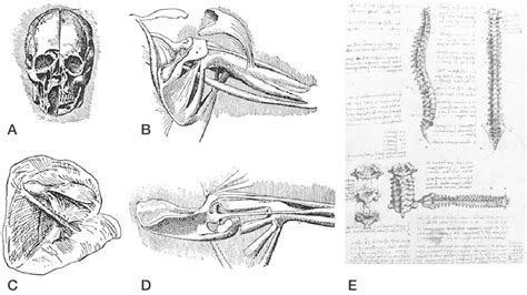 Anatomical Sketches Of Leonardo Da Vinci A Dissection Of The Skull