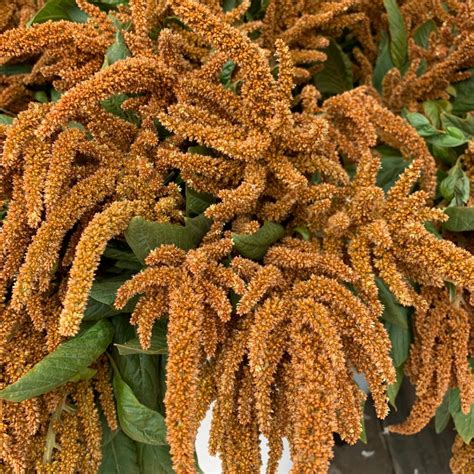 Bronze Upright Amaranthus Florabundance Wholesale Flowers