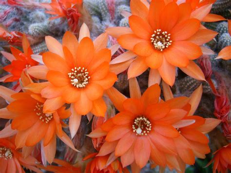 Echinopsis Chamaecereus Peanut Cactus World Of Flowering Plants