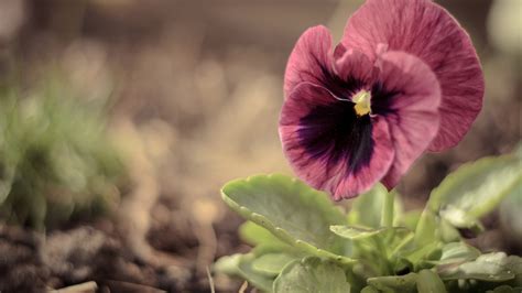 Viola Hd Wallpapers Backgrounds