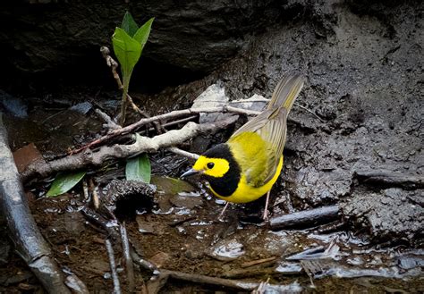 Troy Marcy Photography Hooded Warbler At Hidden Creek Trail