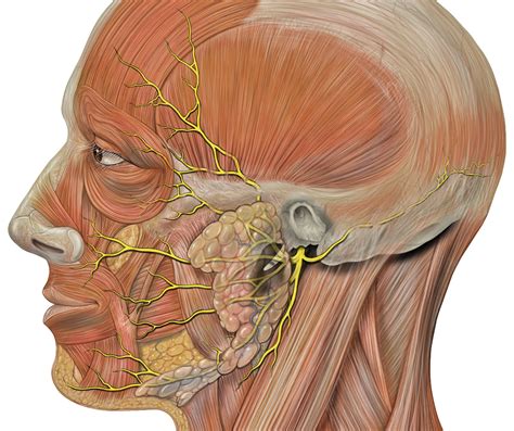 Parotidectomía Cirugía de la glándula parótida Clínica Altiorem