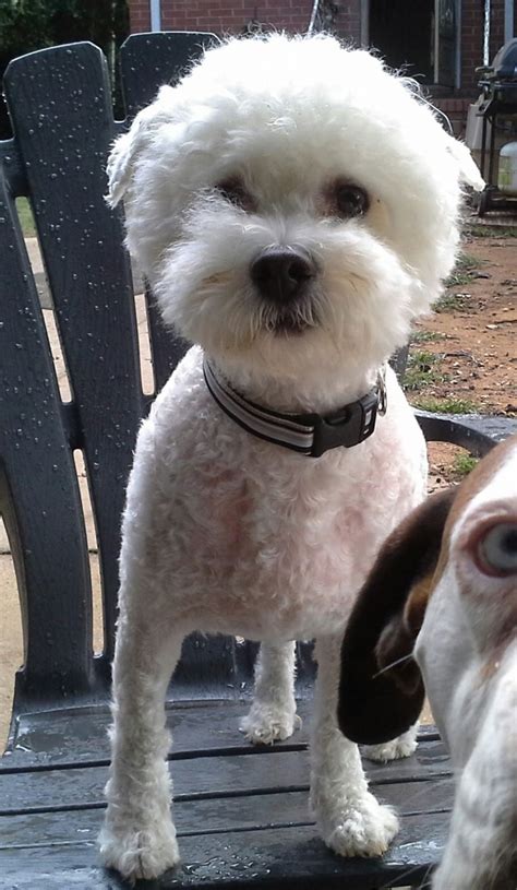 Long animal hospital, charlotte nc. Meet Parker, a Petfinder adoptable Bichon Frise Dog ...