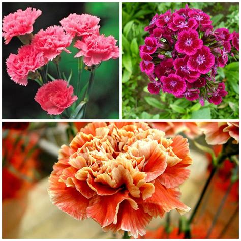Carnations A History And Meaning Of The Flower