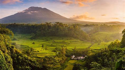 Bali Rice Harvest Bing Wallpaper Download