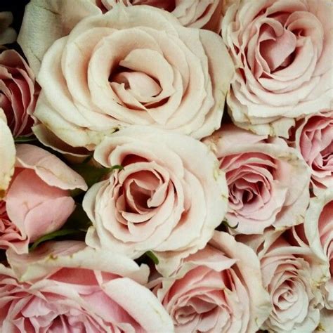 Blush Colored Roses Розы