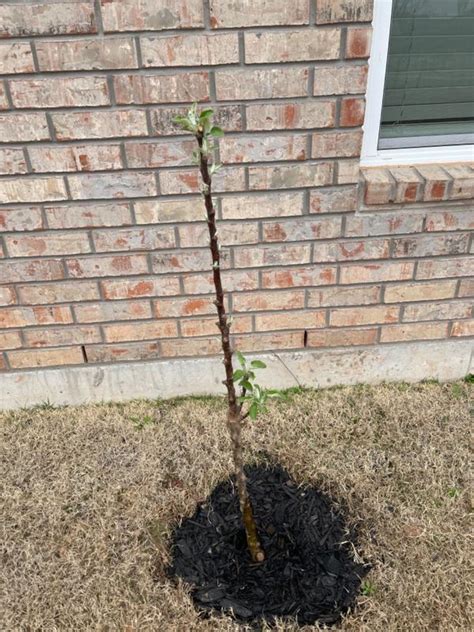 Tangy Green Columnar Apple Trees For Sale