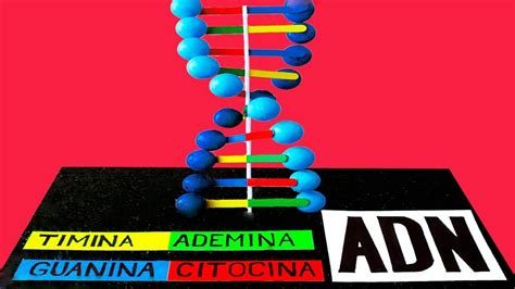 Como hacer una MAQUETA del ADN bonito y fácil Maquetas de adn creativas Maquetas adn