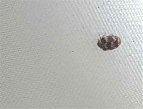 Some bugs fly, some crawl, and some jump. What Are These Tiny White Bugs In My House - Architectural ...