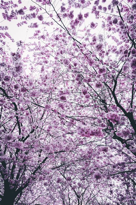 1000 Interesting Cherry Blossom Photos · Pexels · Free Stock Photos