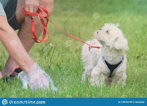 Picking Up Dog Poop Stock Image Image Of Clean Behaviour 148240749