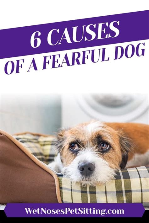 What Causes Dog Fear