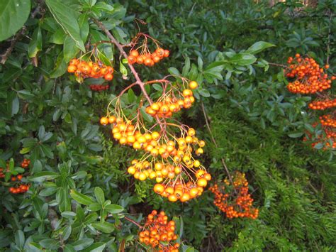 Hufrehe-Blog: Sanddorn mit frischen orangen Beeren im Herbst