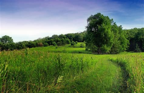 Free Picture Summer Landscape Grass Nature Tree Field Meadow