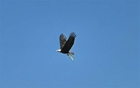 Bald Eagle From Charlevoix County US MI US On July 18 2023 At 10 39 AM By Julie Magee Heiple