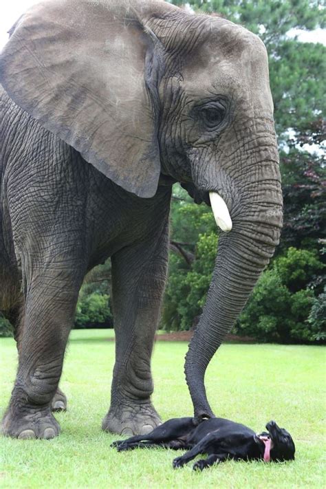 No Friendship Can Compare To This One Between A Dog And An Elephant