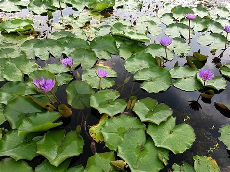Premium Photo Purple Water Lily Lotus Flower In The Pond