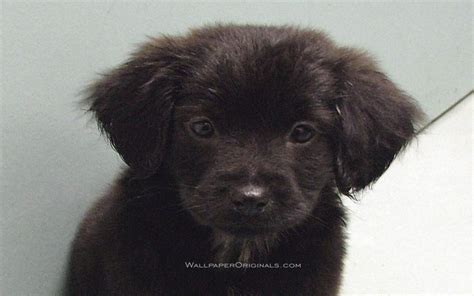 Black Lab Puppy Puppies Wallpaper 13984427 Fanpop