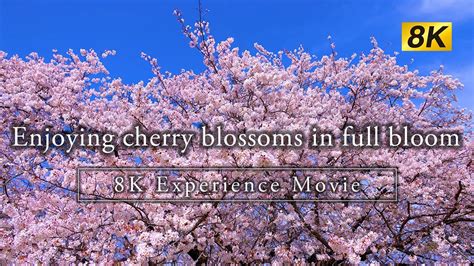 8k Enjoying Cherry Blossoms In Full Bloom Youtube