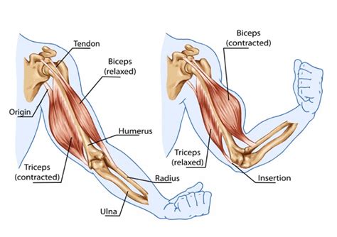 Without the strength of the star of this month, weight bearing through the arms and even simple daily tasks such as handwriting and typing can be stressful. The Biceps Tendon: A Mistreated and Misunderstood Friend ...