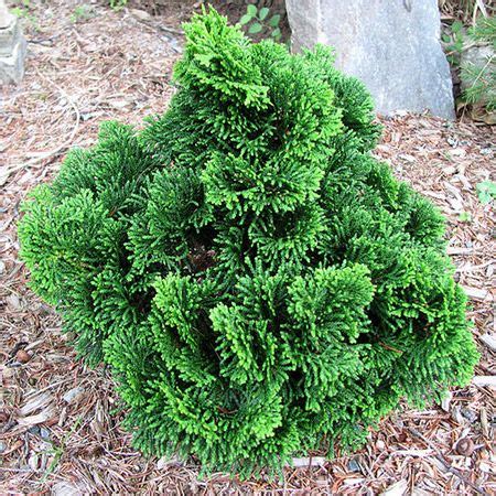 D Dwarf Hinoki Cypress Fast Growing Trees Hinoki Cypress Evergreen