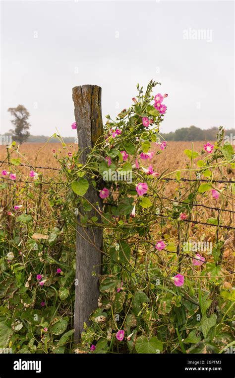 A Morning Glory Climbs A Fence Post In Rural Illinois Stock Photo Alamy