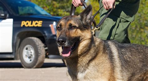 The Best K9 Dog Breeds What Breeds Are Police Dogs