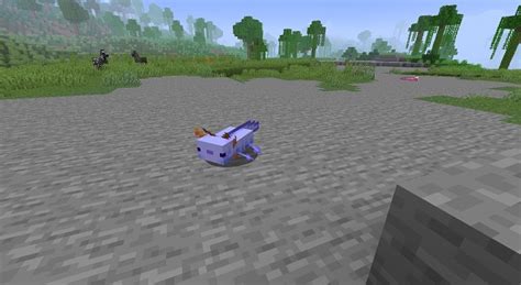 What Is The Rarest Axolotl In Minecraft And How To Get It 2022
