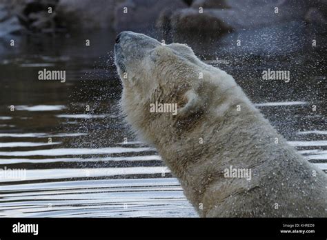 Male Polar Bear Ursus Maritimus Captive Close Up Portrait While