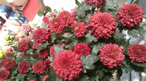 Bunga Chrysanthemum Morifolium Merah Youtube