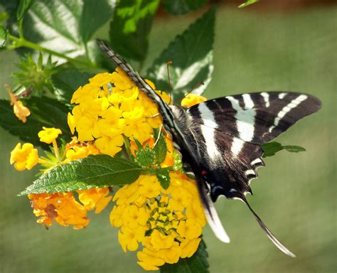 Butterfly On Yellow Flowers Free Stock Photo Public