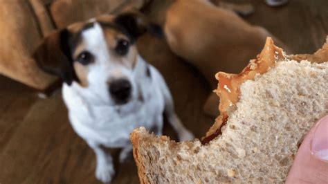 Why Peanut Butter Is Dangerous For Dogs Peanut Butter Pleasure