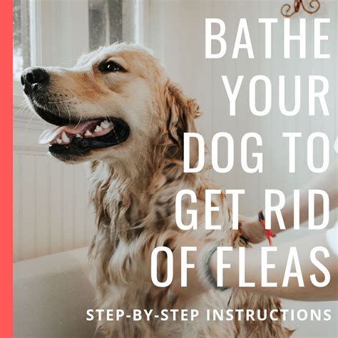 How To Get Rid Of Dog Fleas Using A Bath And Soap Pethelpful
