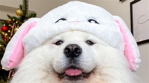 Maya Polar Bear Cutest Bunny Dog Ever 🐰 I Vlogmas Week 3 Facebook