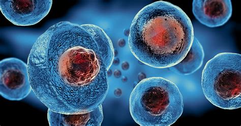 O Formato Das Celulas De Organismos Pluricelulares Educa