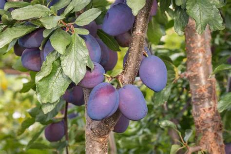 Everything You Need To Know About Damson Plums Minneopa Orchards